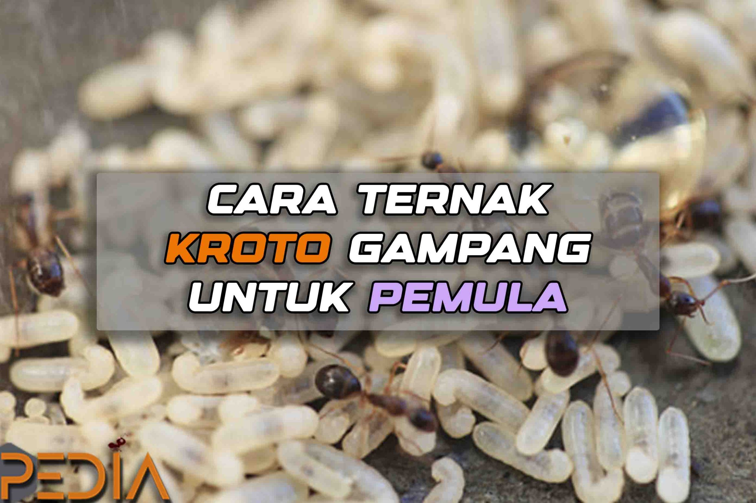 Ternak Kroto Gampang! Berikut Ini Caranya Untuk Pemula