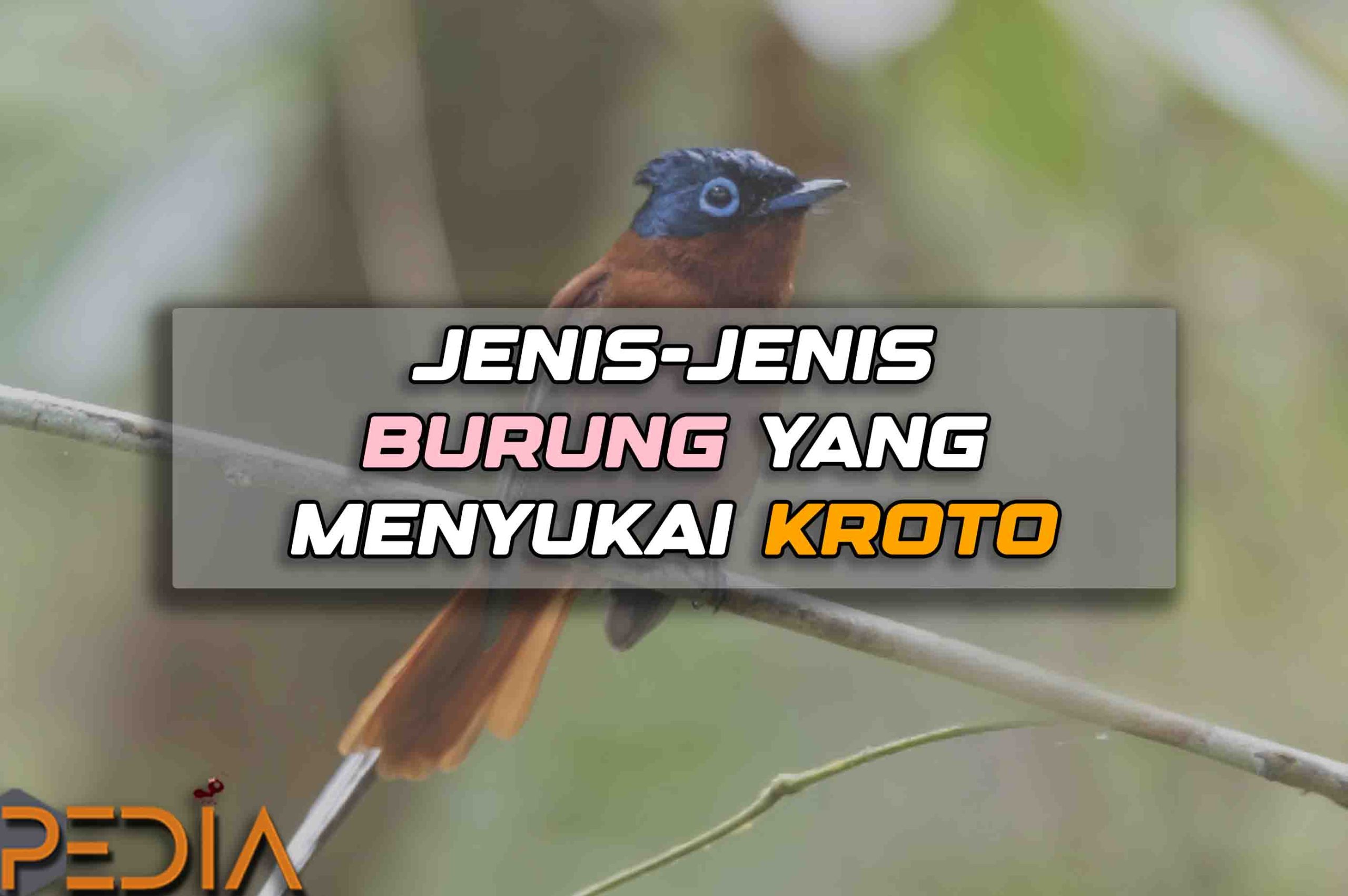 Berikut Jenis-Jenis Burung Yang Menyukai Kroto Pakan Burung