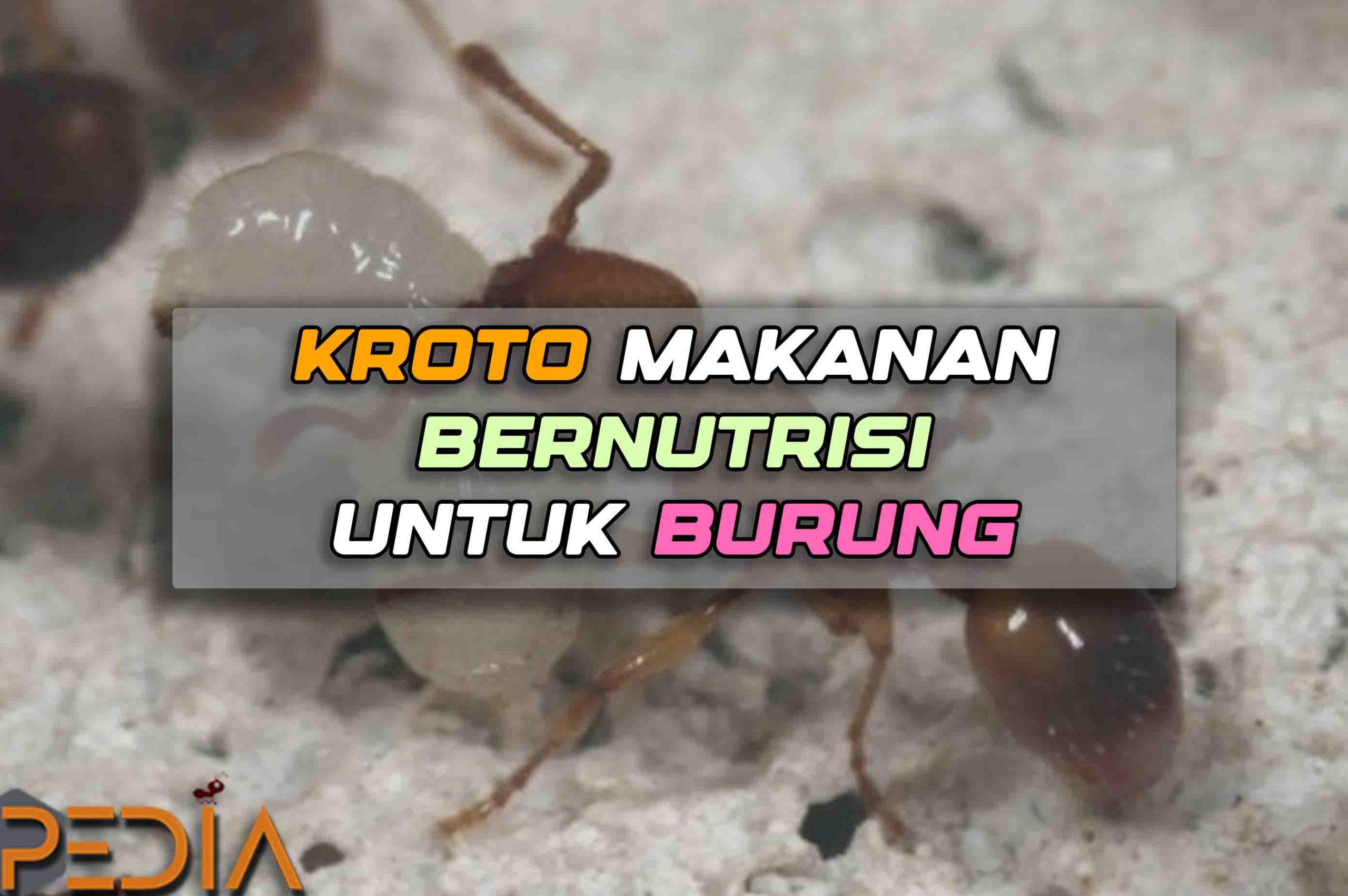 kroto makanan burung