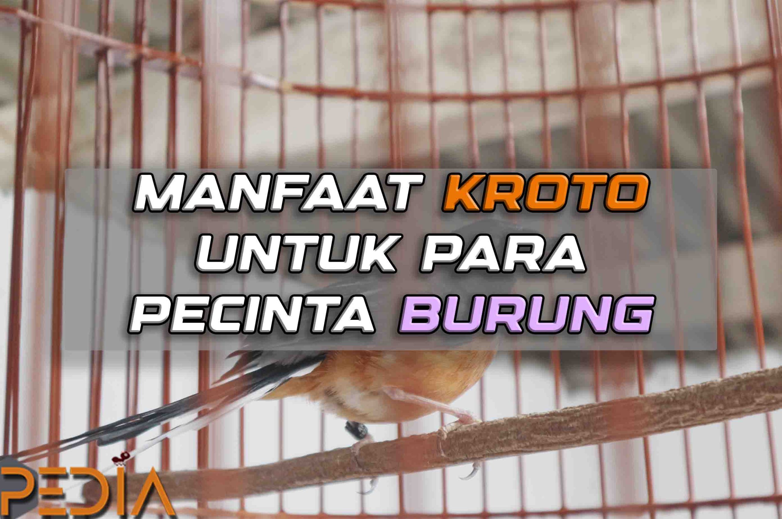 Manfaat Kroto Untuk Para Pecinta Hobi Burung