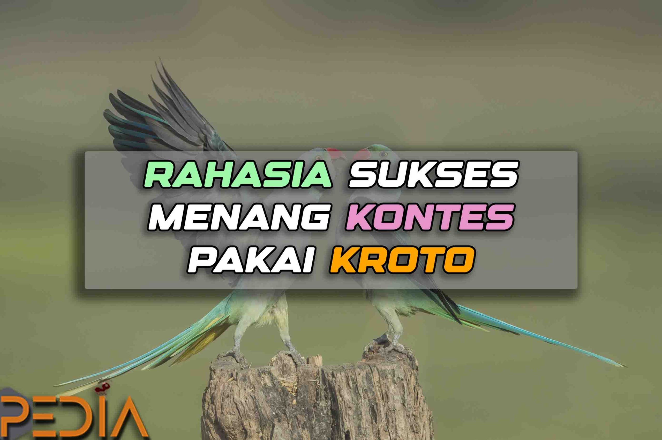 Rahasia Sukses Menang Kontes Burung Dengan Kroto