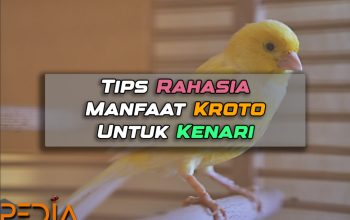 manfaat kroto untuk kenari